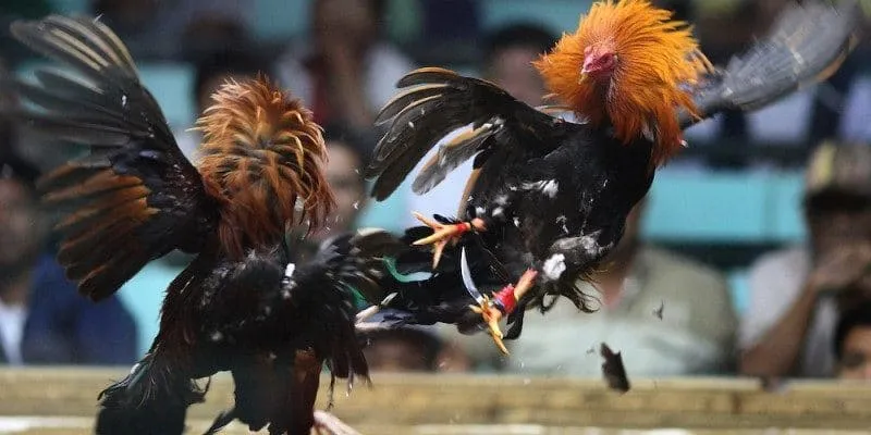 Đá Gà Cựa Sắt Tại Mb66